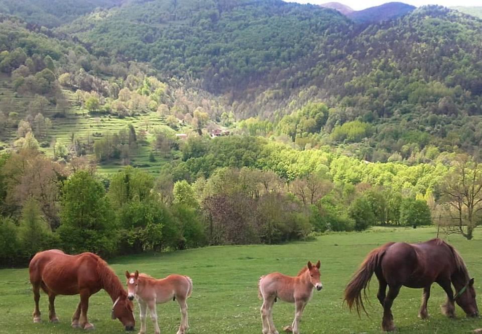 Mas Regort Hotel Vallfogona De Riucorb Buitenkant foto